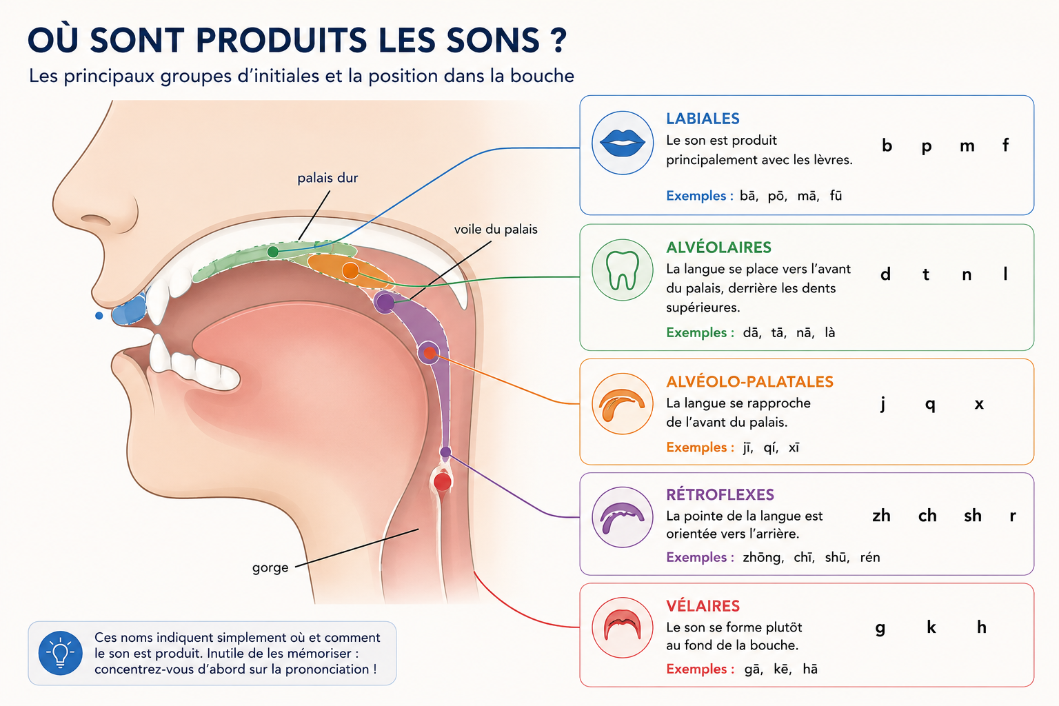 un profil de gorge pour illustrer les différents sons possibles en chinois